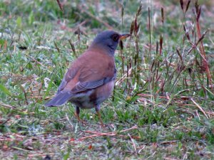 Grey-backed Thrush