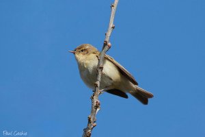 Another Chiffchaff