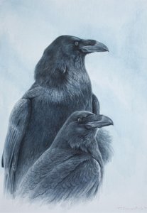 Common Raven pair
