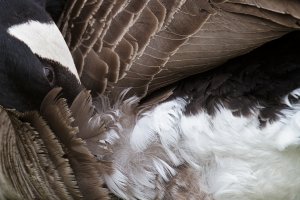 Canada goose preening