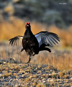 Black Grouse (lek)