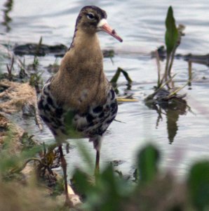 Male ruff