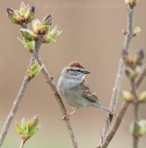 Chipping Sparrow