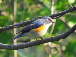 Red -flanked Bluetail