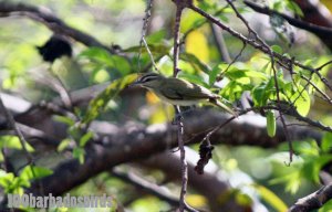 Black Whiskered Vireo(Vireo altiloquus)