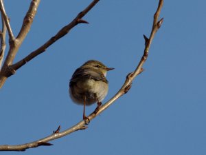 Willow Warbler