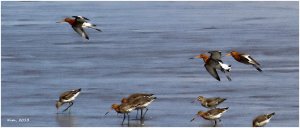 Black-tailed Godwit