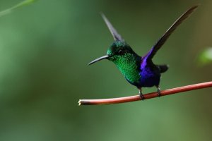 Green-crowned Woodnymph