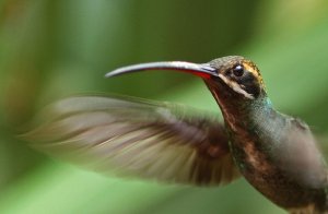 White Whiskered Hermit