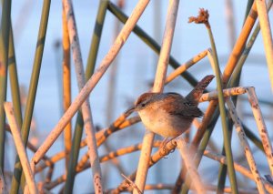 Marsh Wren