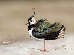 Lapwing