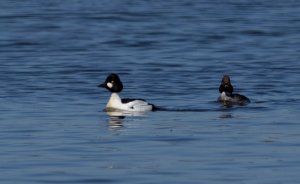 Common Goldeneye, couple