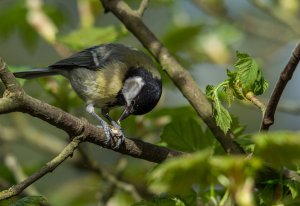 Great Tit attacking a seed