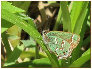 'Olive' Juniper Hairstreak