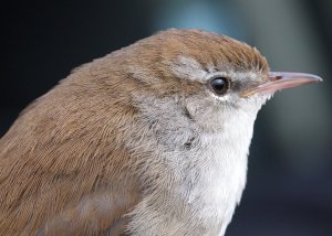 Cetti's Warbler