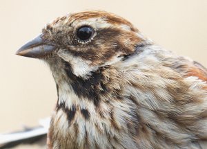 Reed Bunting