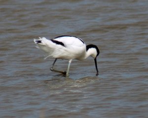 Feeding Avocete