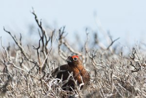 Red Grouse in burnt heather