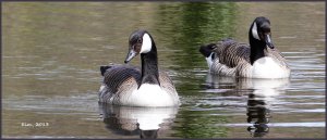 Canada Geese