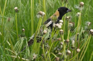 Bobolink