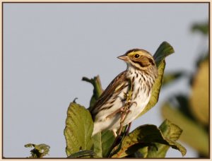 Savannah Sparrow