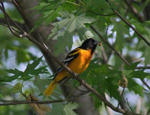 Baltimore Oriole