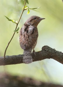 Wryneck