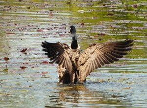 Spreading wings