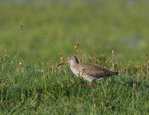 Redshank