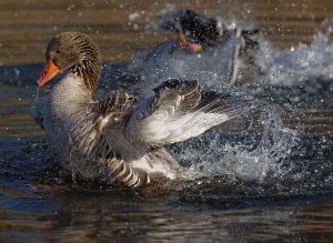 Greylag Goose bathing