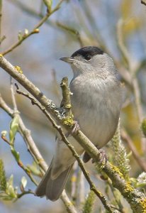 Male Blackcap