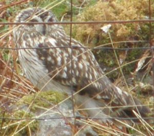 Short Eared Owl