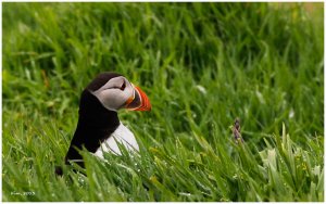 Puffin