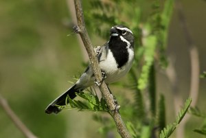 Black Throated Sparrow