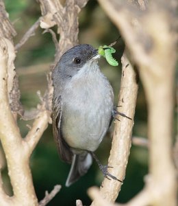 Lesser Whitethroat with a caterpillar for chicks