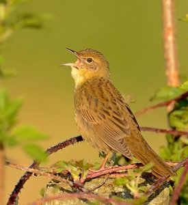 grasshopper warbler