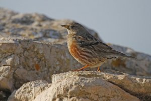 Alpine Accentor