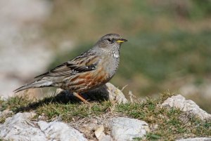 Alpine Accentor