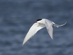 Arctic Tern