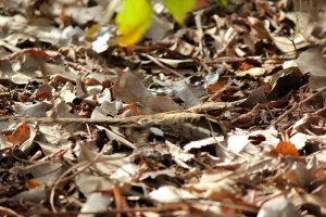 Long tailed Nightjar-