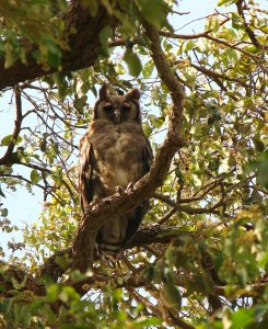Verreauxs Eagle owl youngster