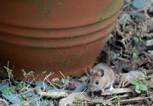 Wood Mouse in my garden...