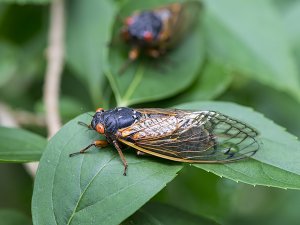 Periodic Cicada (17 year - Brood II)