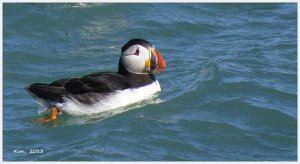 Puffin