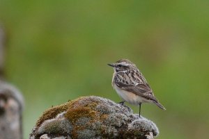 whinchat female