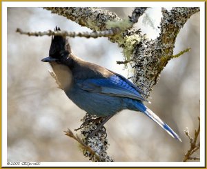 Steller's Jay