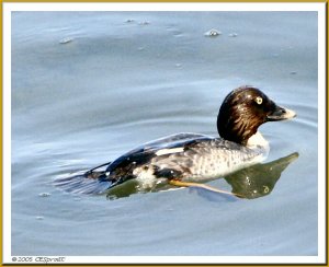 Common Goldeneye