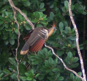 Hoatzin