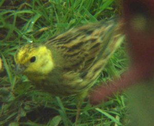 Yellowhammer