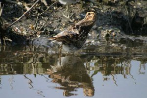 Snipe acrobatic team